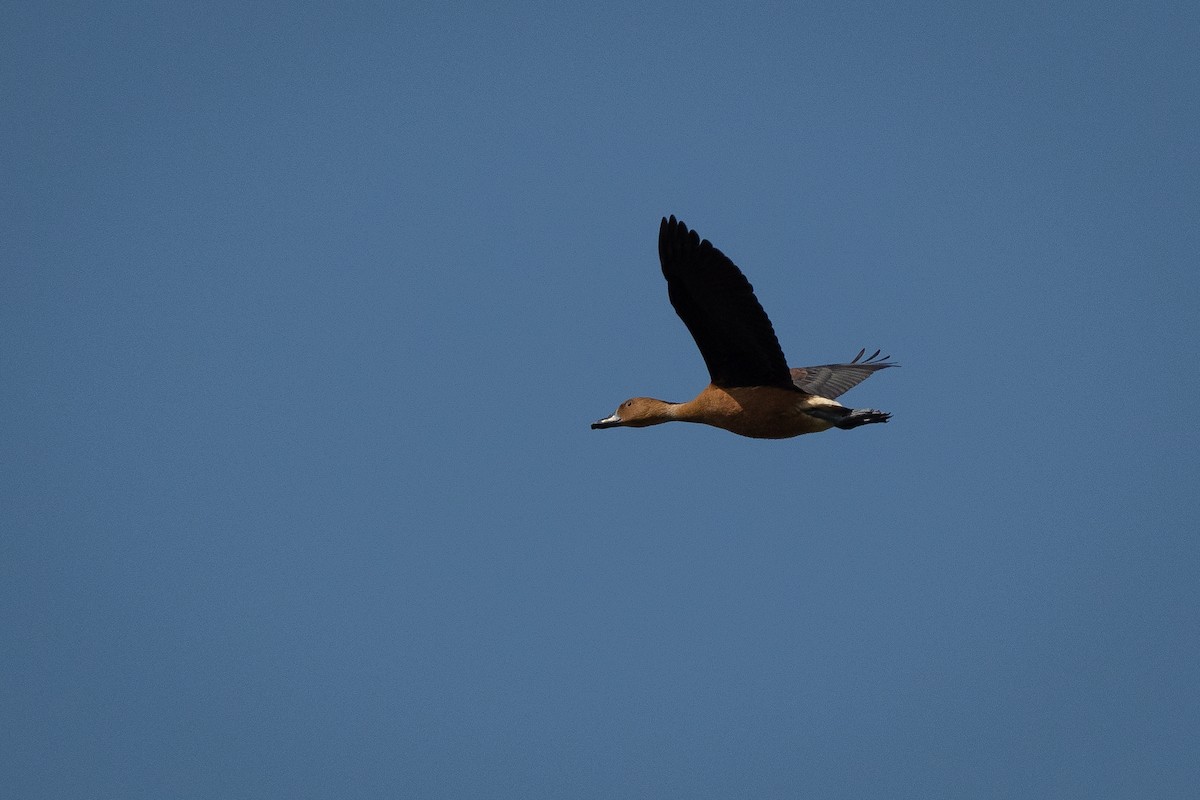 Fulvous Whistling-Duck - ML499539461