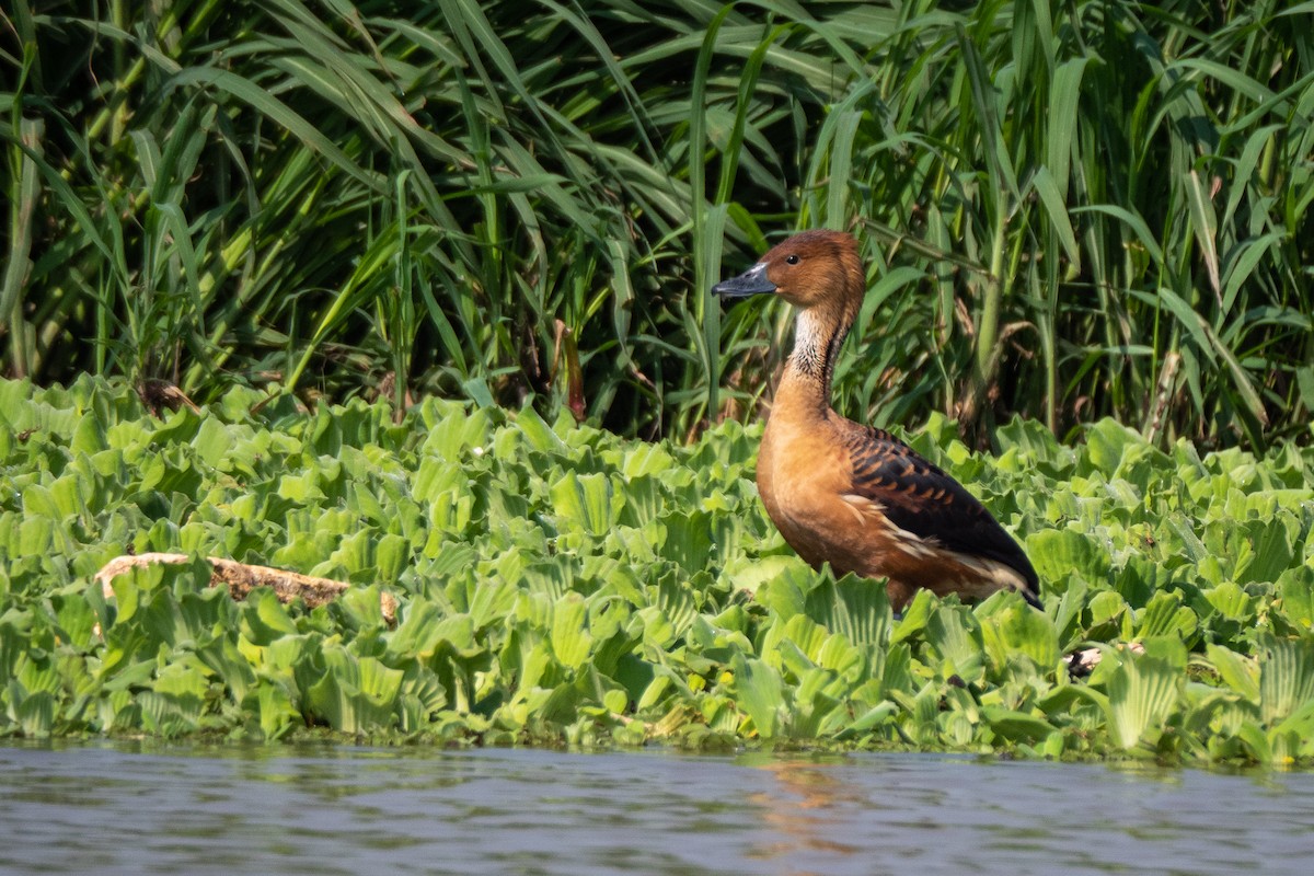 Dendrocygne fauve - ML499539471