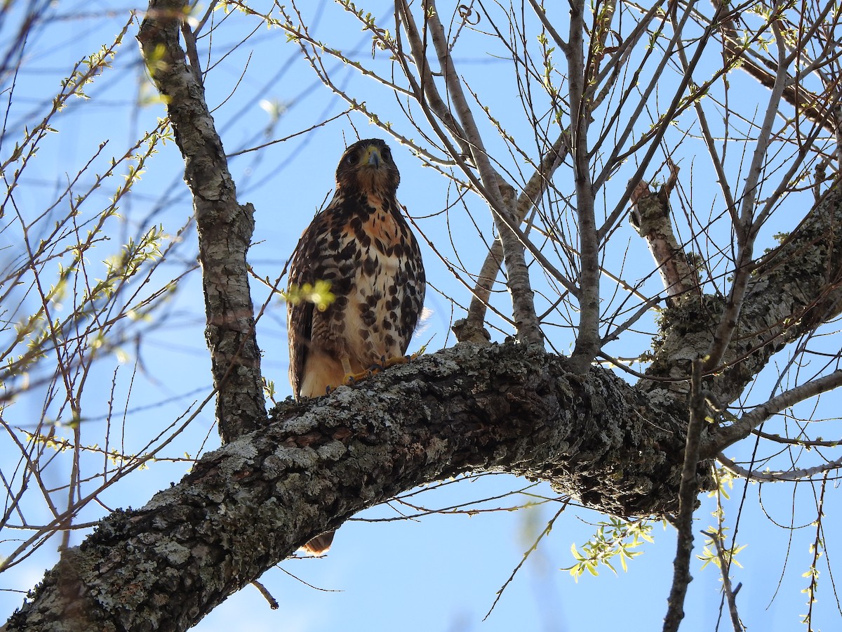 Harris's Hawk - María Silvina Bruni