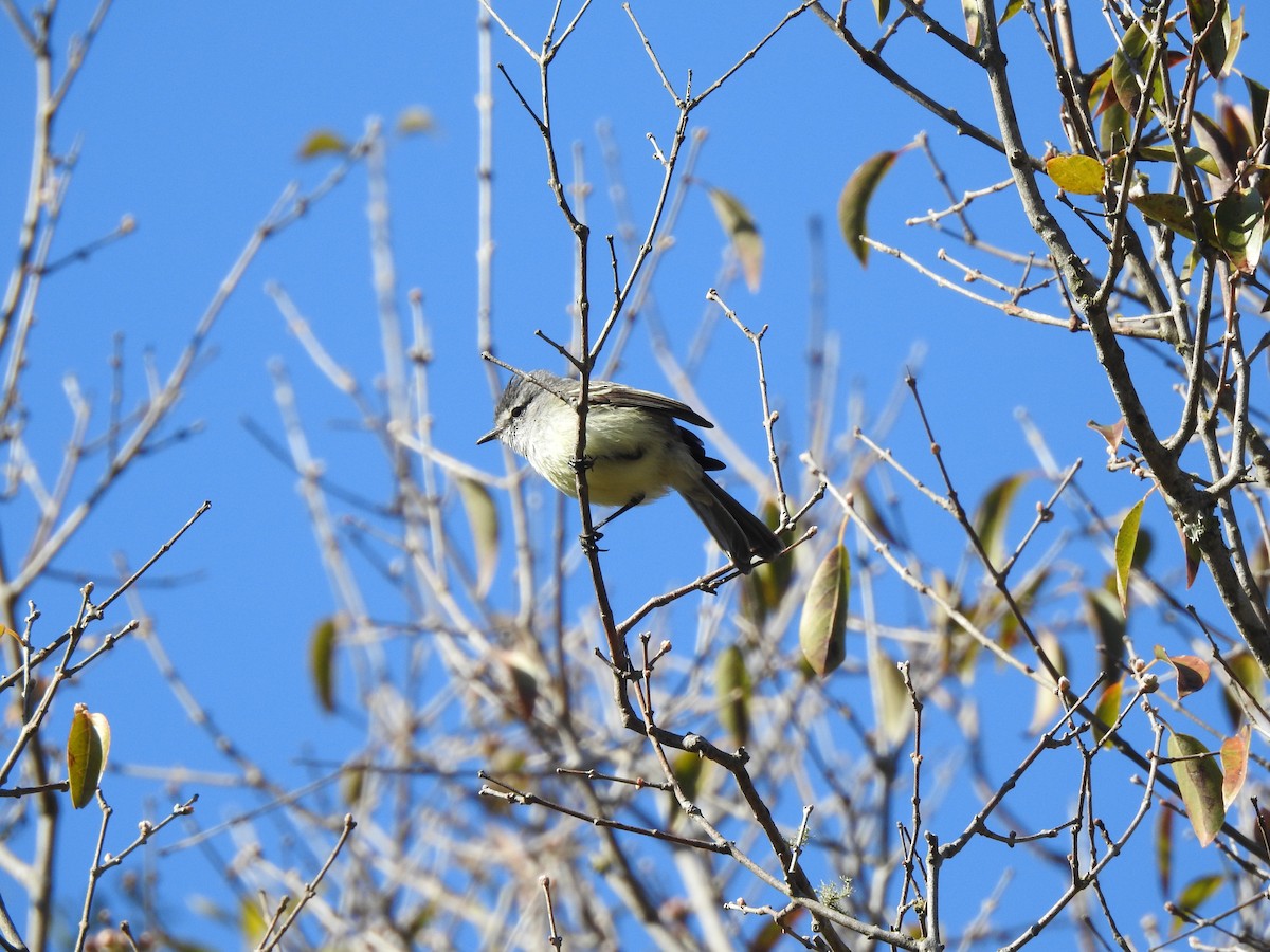 White-crested Tyrannulet (Sulphur-bellied) - ML499539881