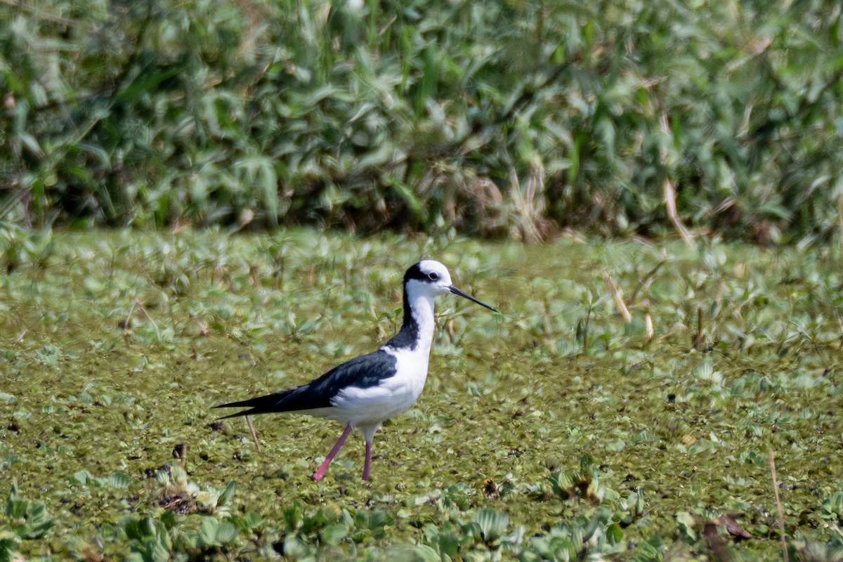 Black-necked Stilt (White-backed) - ML499539921