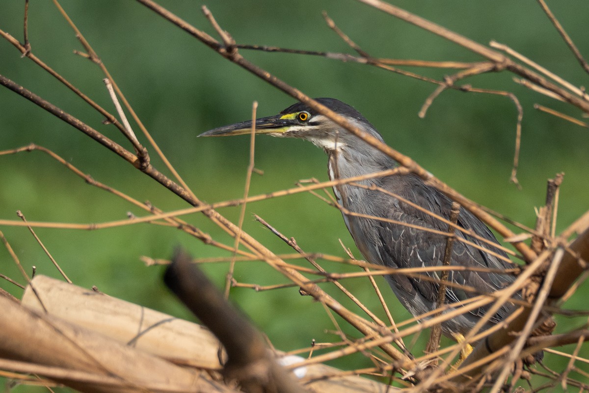 Striated Heron - ML499540561