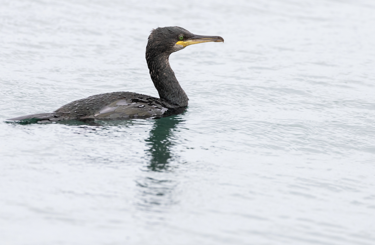 Cormoran huppé - ML499540841