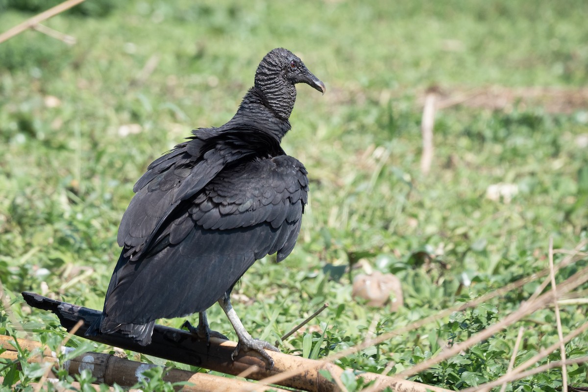 Black Vulture - ML499541001