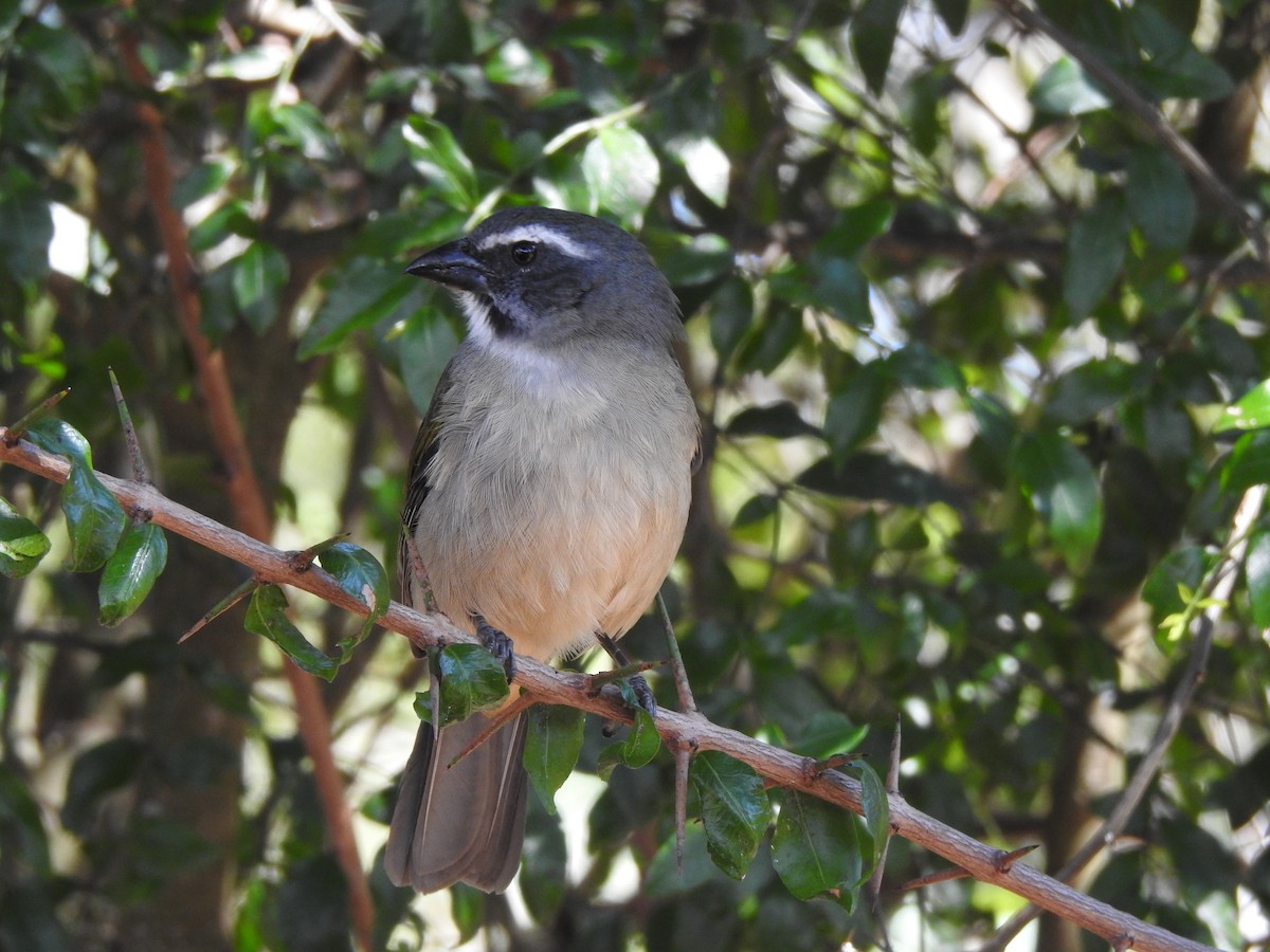 Green-winged Saltator - ML499541041