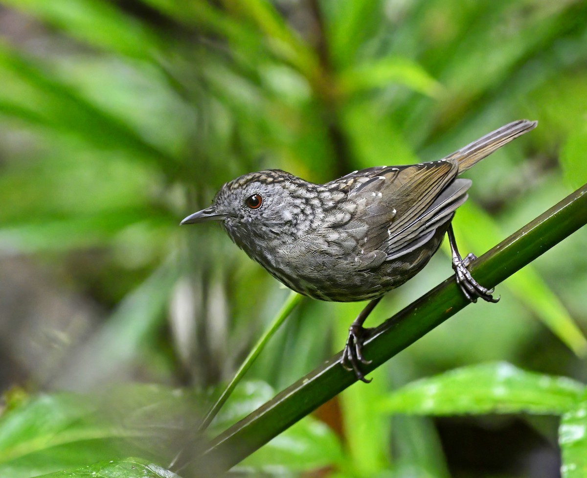 Streaked Wren-Babbler - Amar-Singh HSS