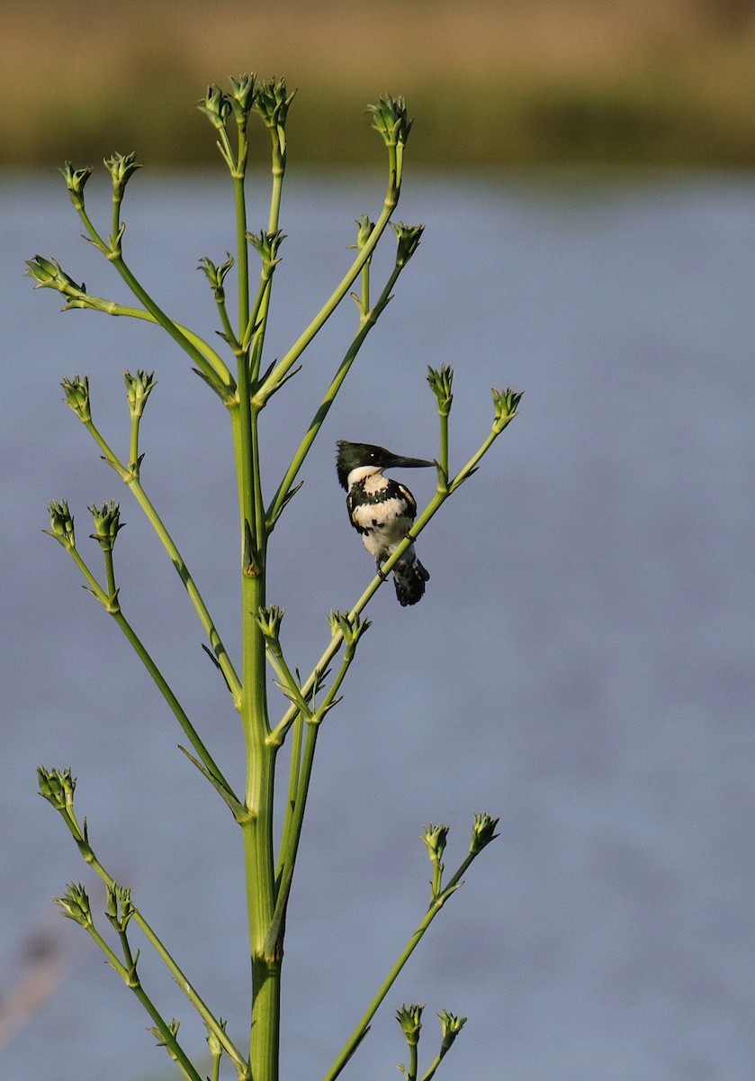 Green Kingfisher - ML499543921