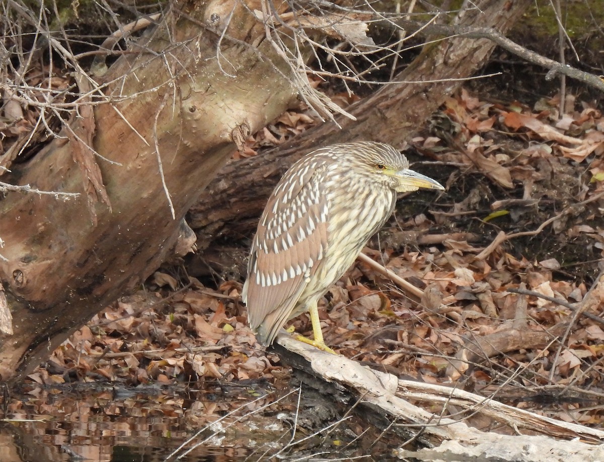 Black-crowned Night Heron - ML499545421