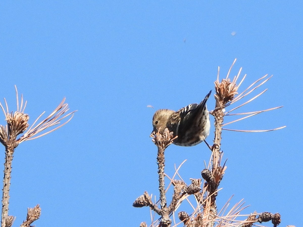 Pine Siskin (Northern) - ML499546001