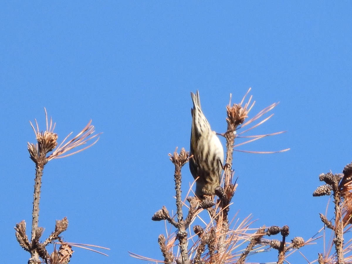 Pine Siskin (Northern) - ML499546021