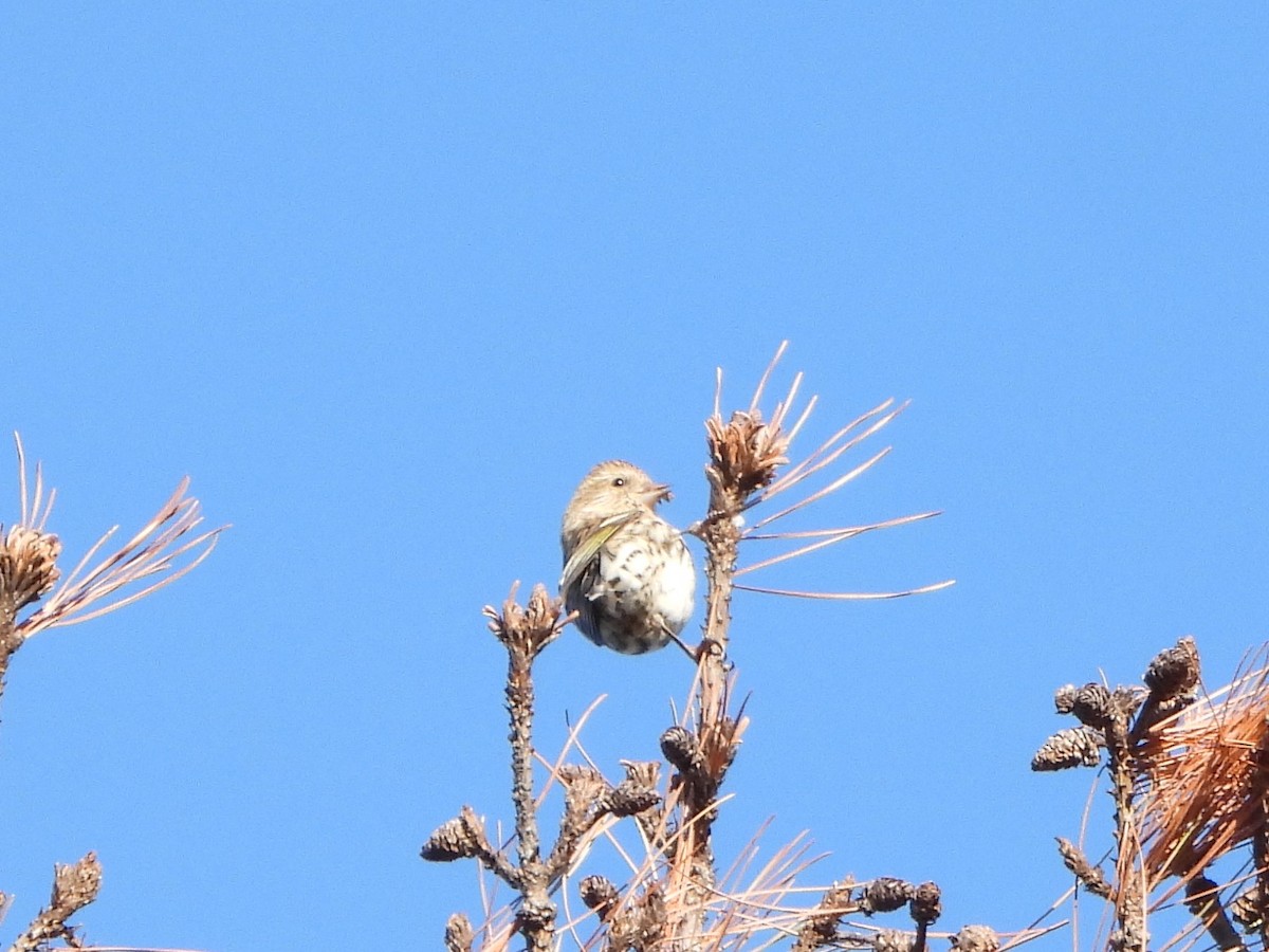 Pine Siskin (Northern) - ML499546041