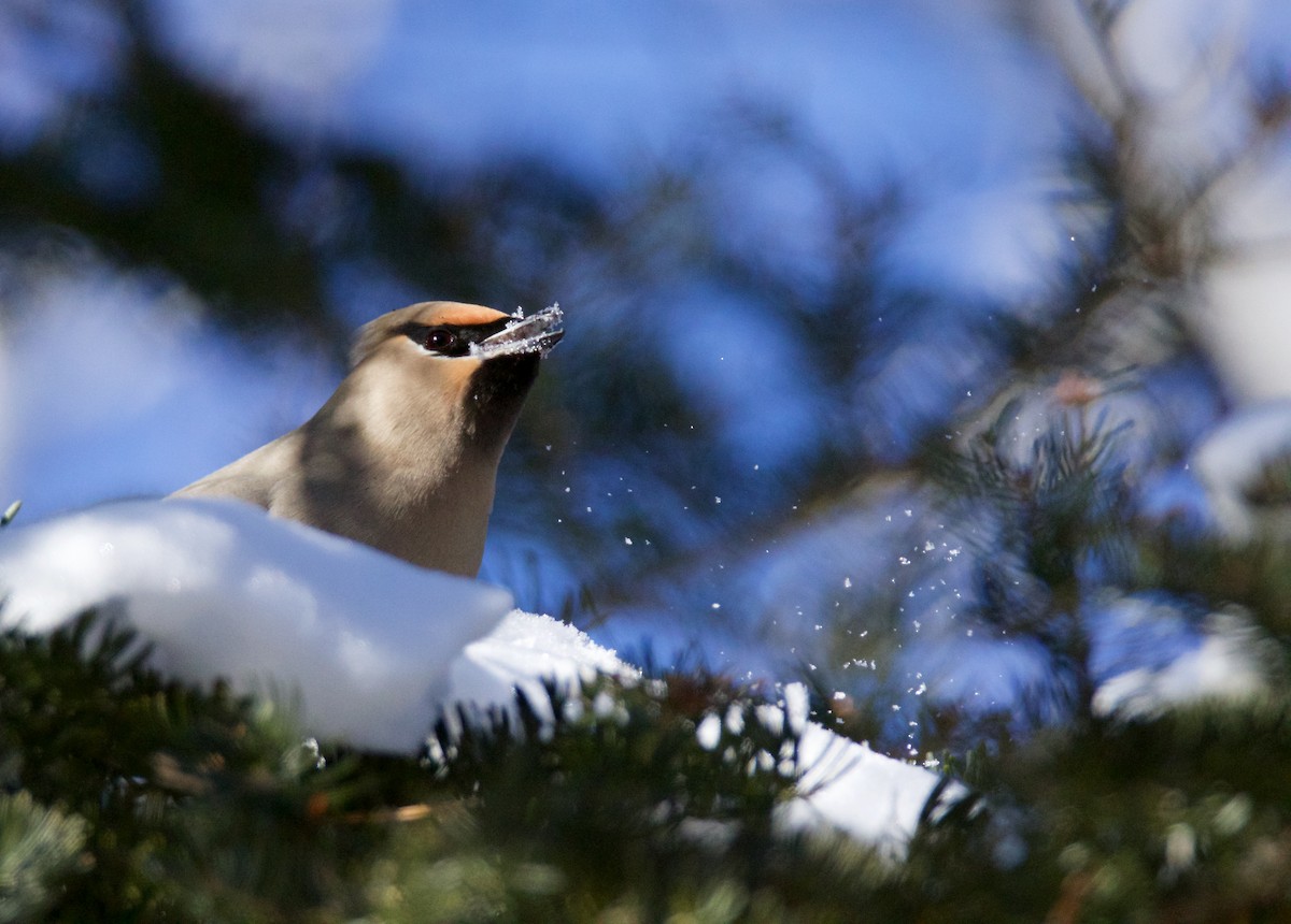 Bohemian Waxwing - ML49954611