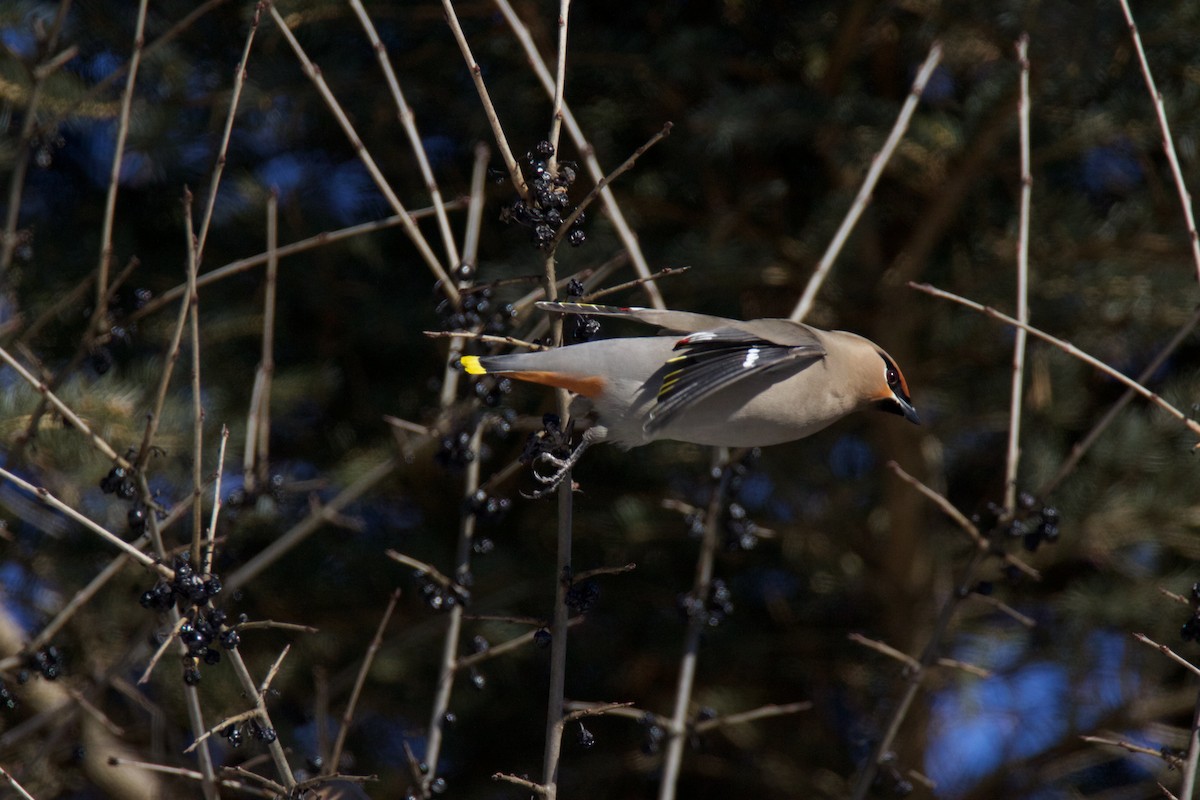 Bohemian Waxwing - ML49954621