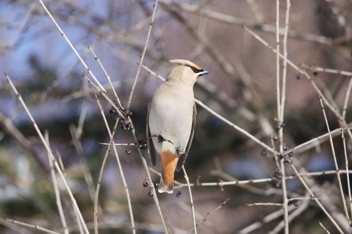 Bohemian Waxwing - John P Richardson