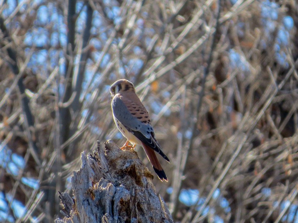 American Kestrel - ML49954671