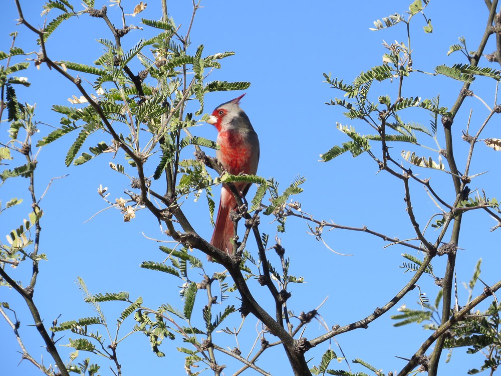 Pyrrhuloxia - Teresa Connell