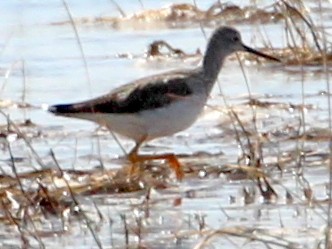 Greater Yellowlegs - sam hough