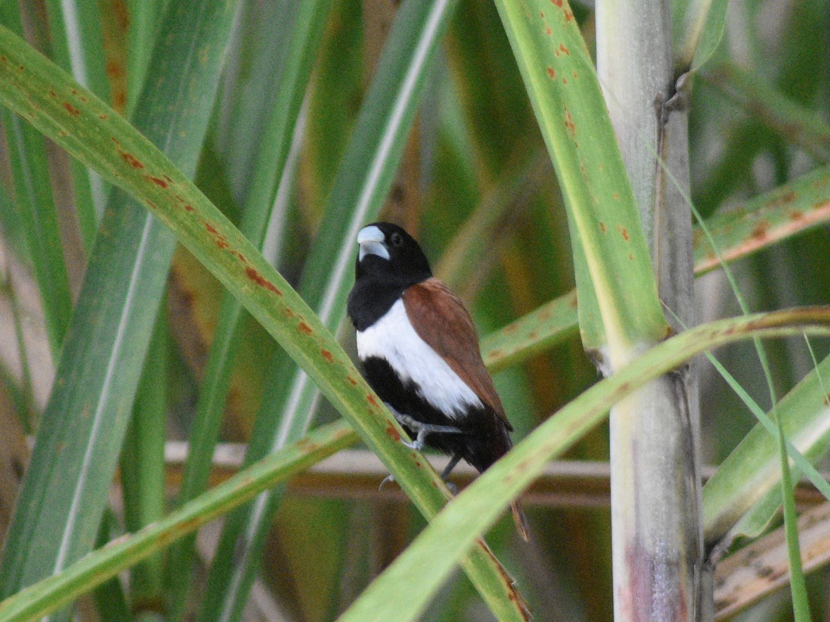 Tricolored Munia - ML499549291