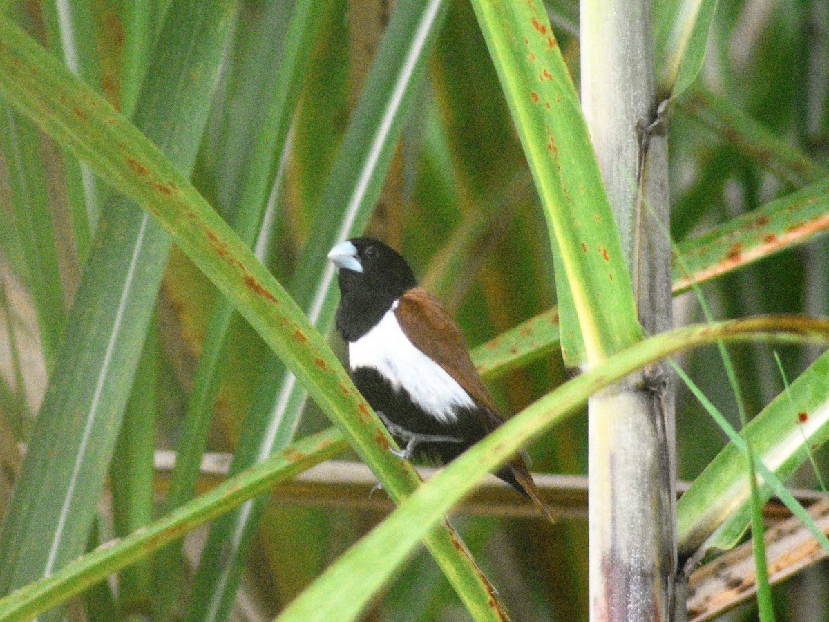 Tricolored Munia - ML499549321