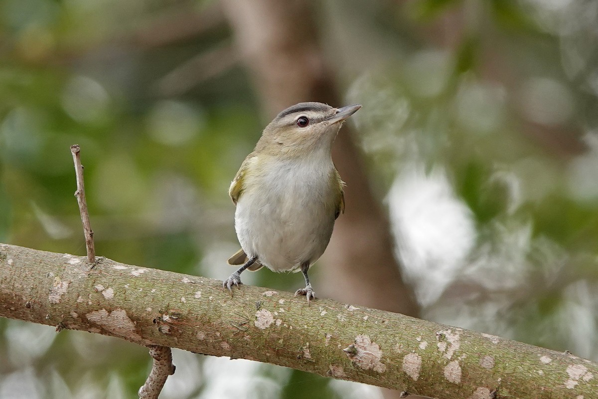 Red-eyed Vireo - ML499549441