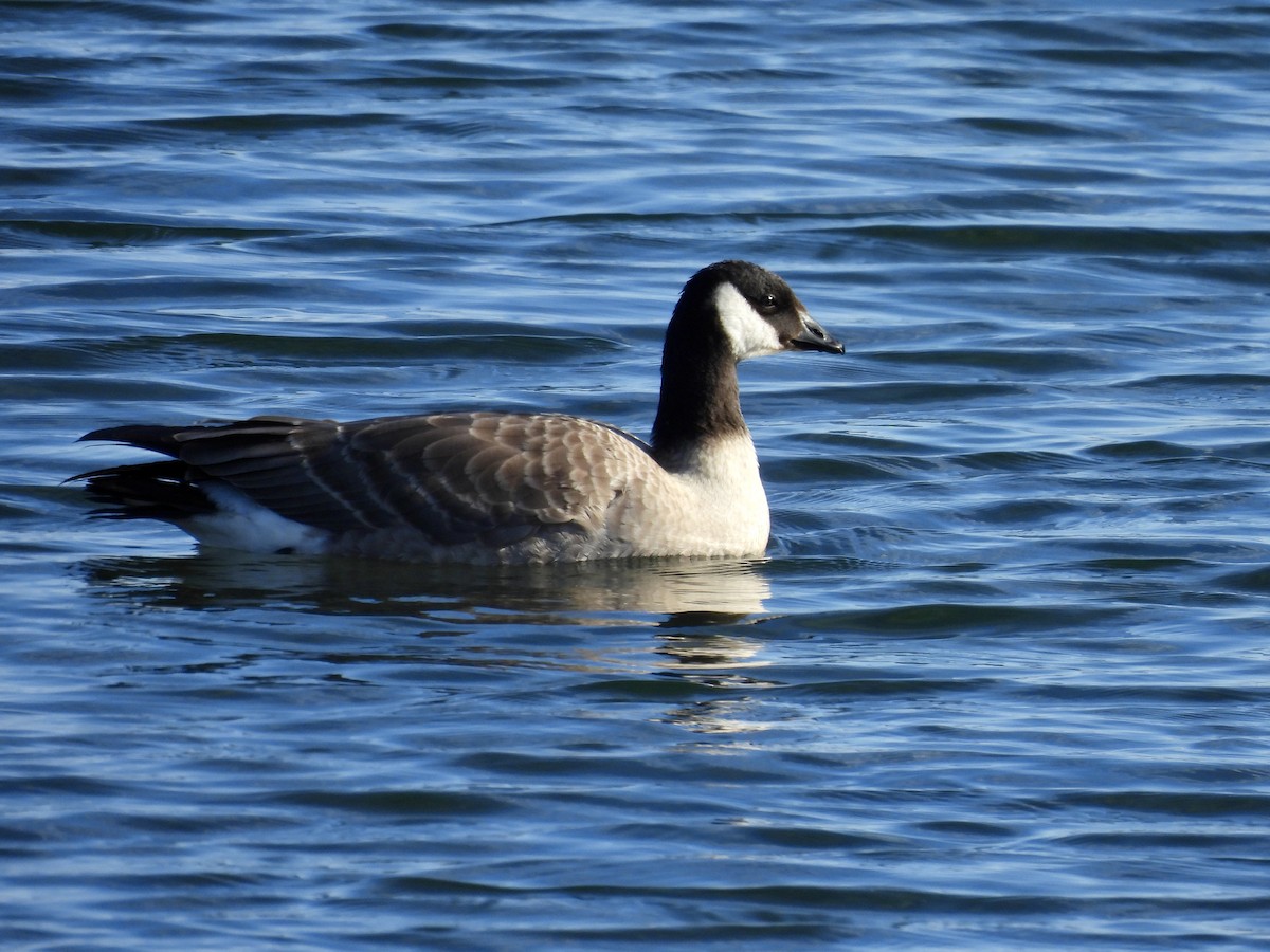 Cackling Goose - ML499549811