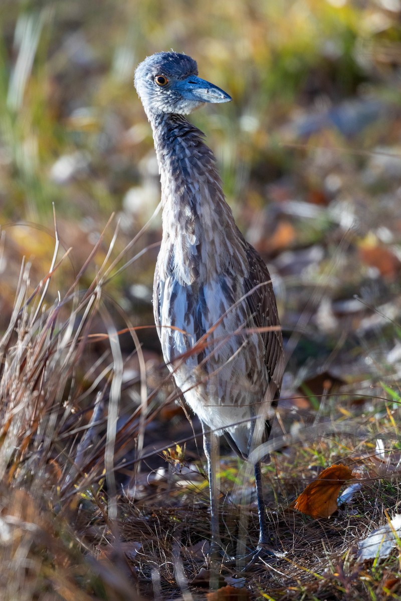 Yellow-crowned Night Heron - ML499549881