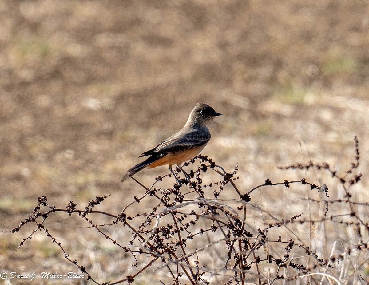 Say's Phoebe - Dana Miller-Blair