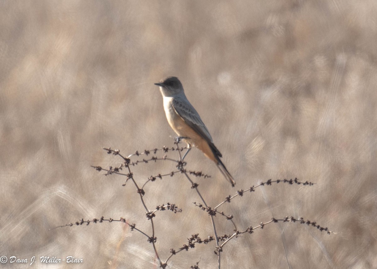 Mosquero Llanero - ML499550051