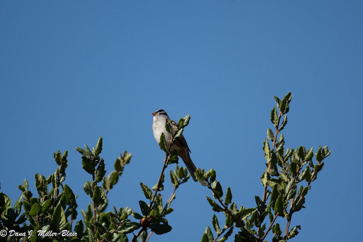 White-crowned Sparrow - ML499550191