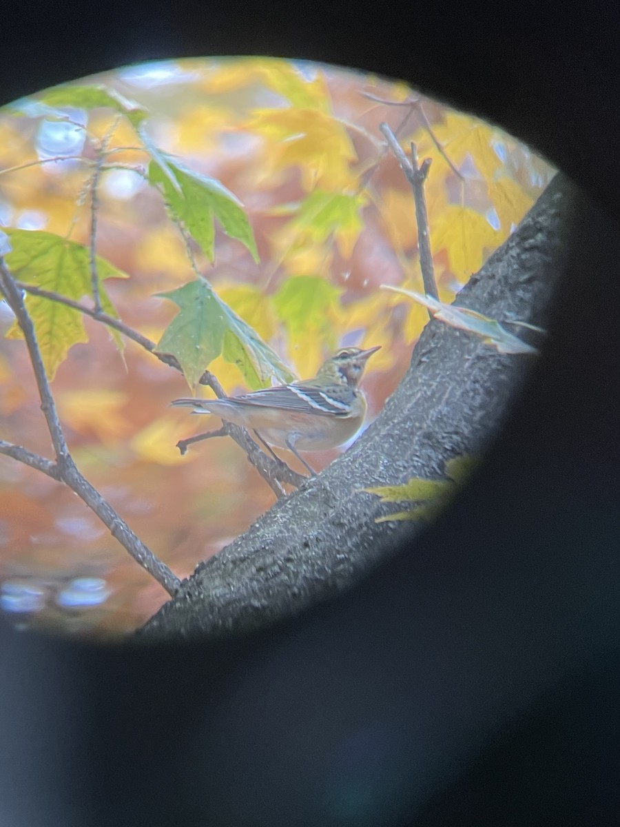 Bay-breasted Warbler - ML499554451