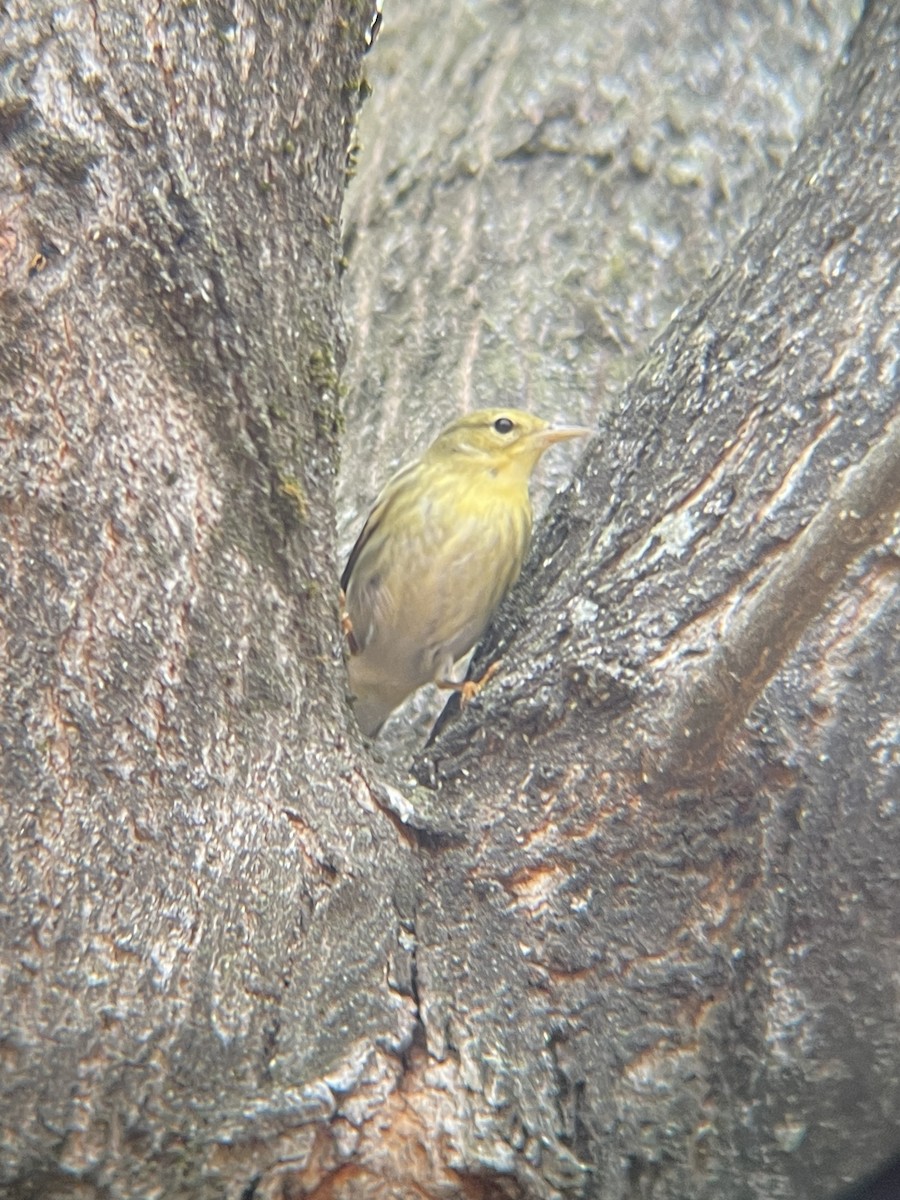 Blackpoll Warbler - ML499554471