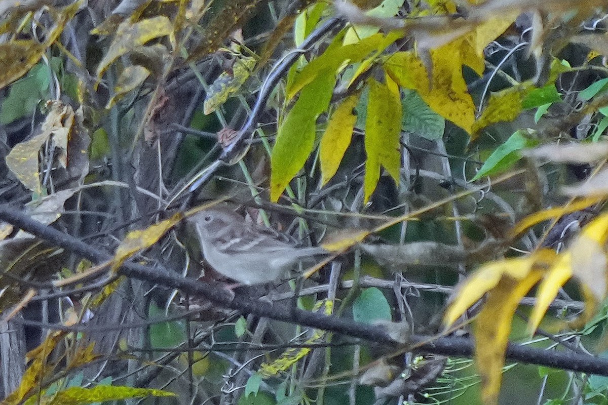 Swamp Sparrow - ML499556001