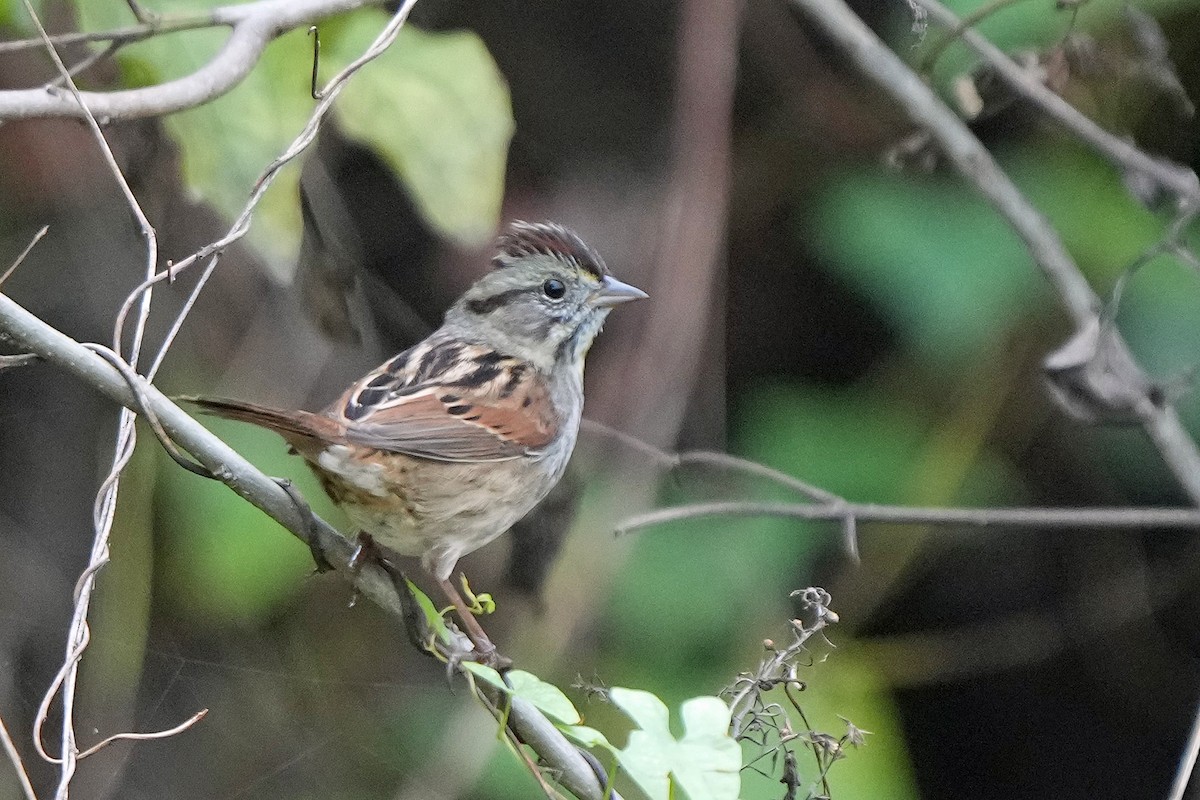Swamp Sparrow - ML499556011