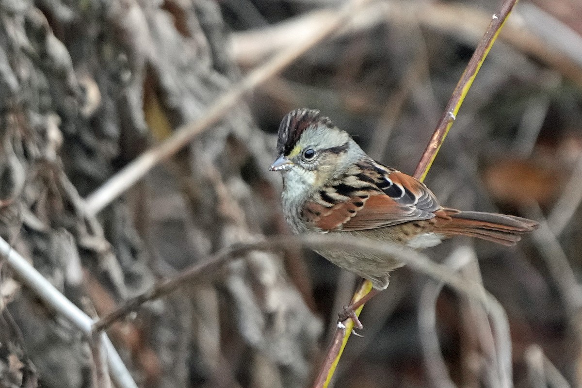 Swamp Sparrow - ML499556021