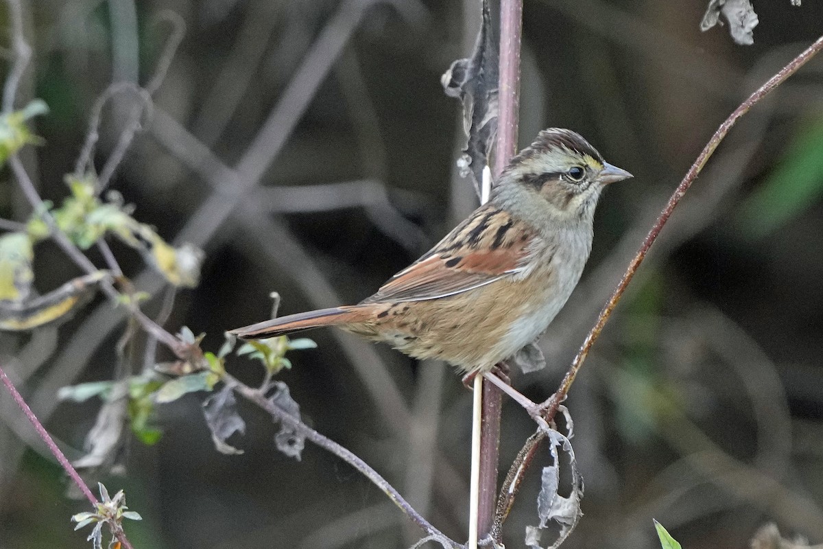 Swamp Sparrow - ML499556031