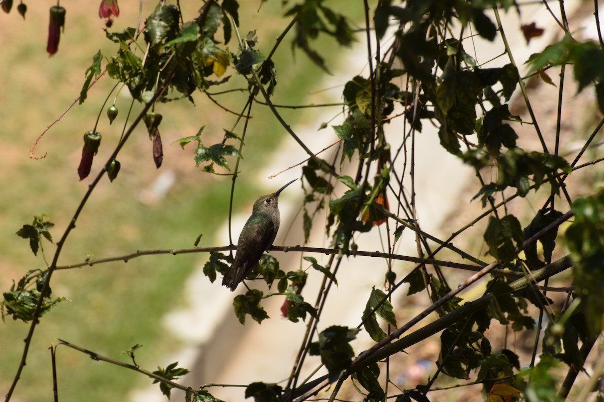 Spot-throated Hummingbird - ML499556751