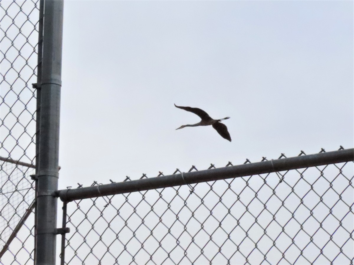 Great Blue Heron - ML499557551