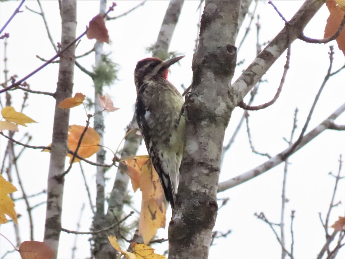 Yellow-bellied Sapsucker - ML499557651