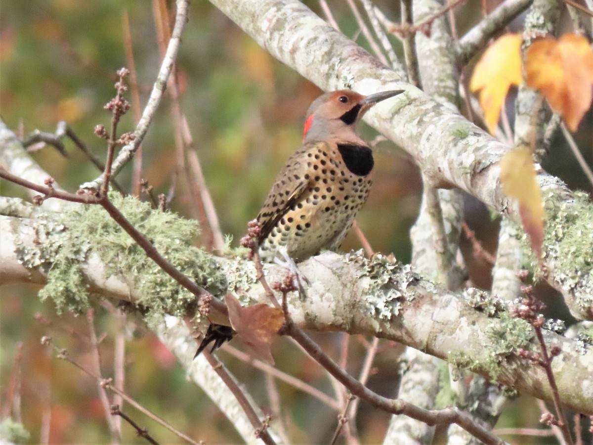 Northern Flicker - ML499557841