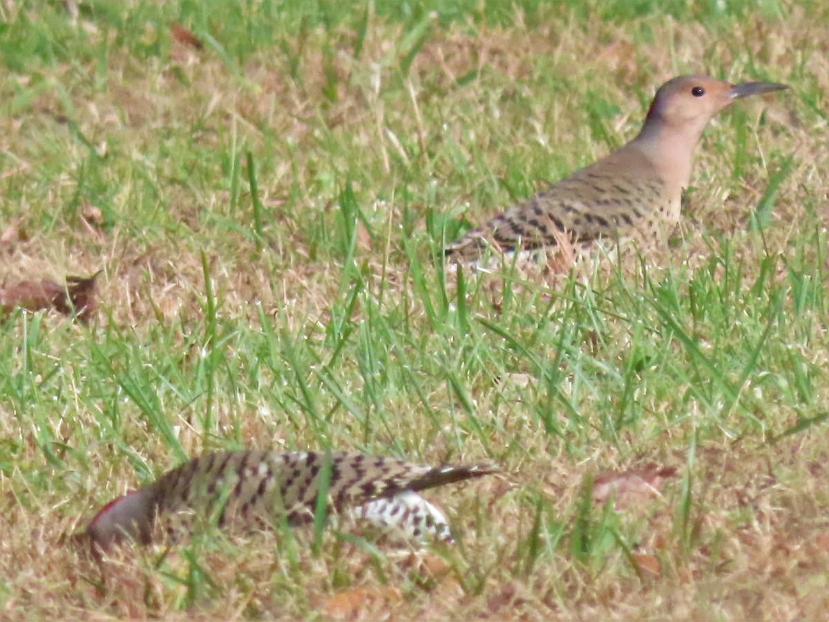 Northern Flicker - ML499557871