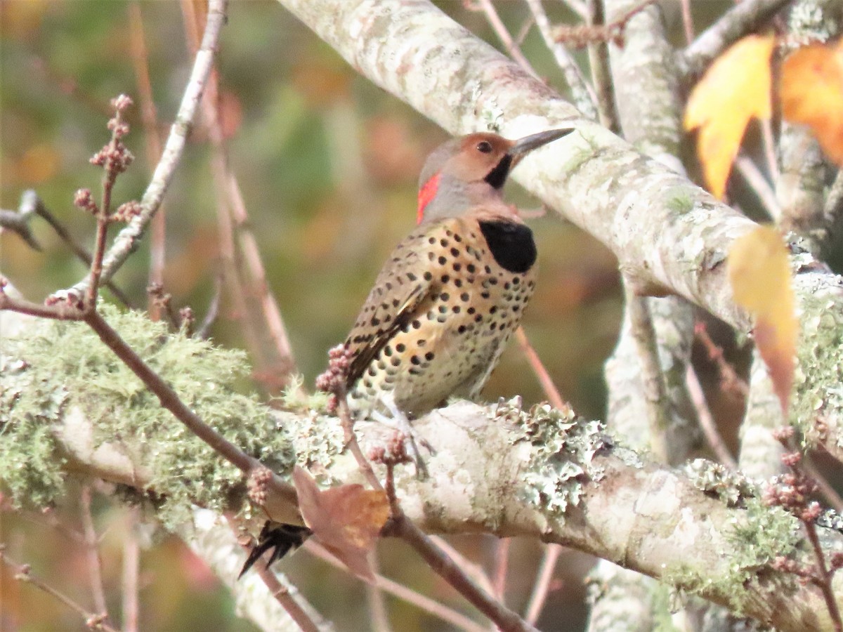 Northern Flicker - ML499557881