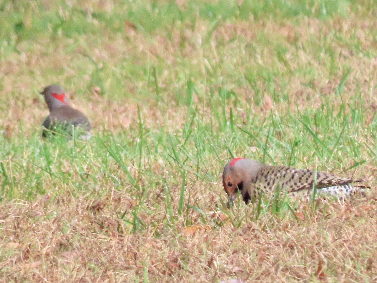 Northern Flicker - ML499557901