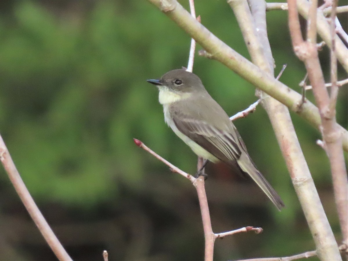 Eastern Phoebe - ML499557971