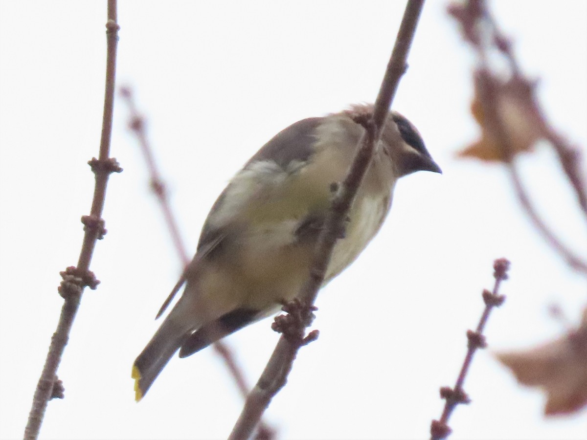 Cedar Waxwing - ML499558081