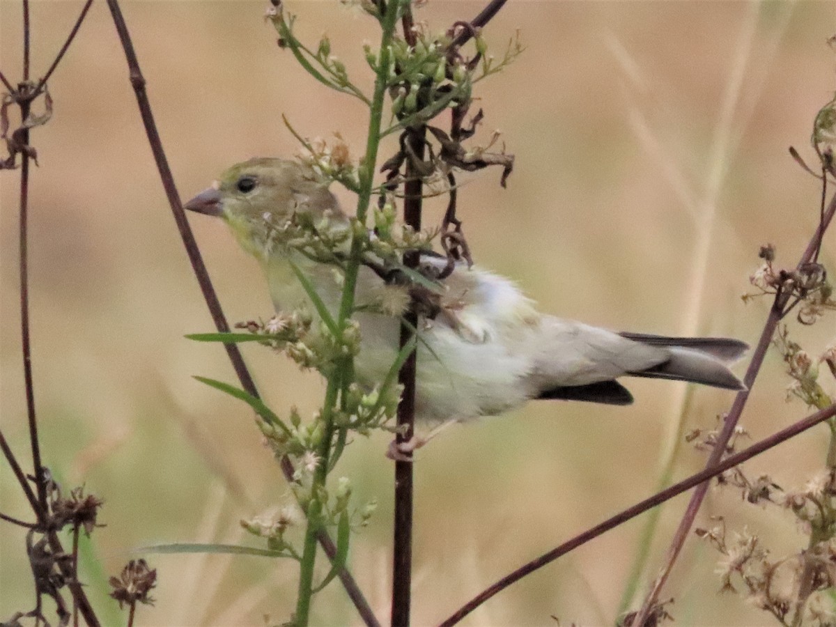 American Goldfinch - ML499558111