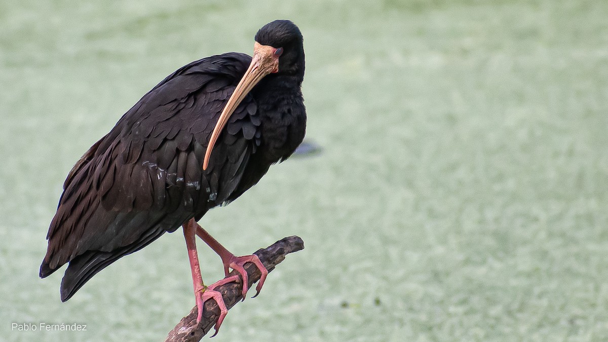 Bare-faced Ibis - ML499558541