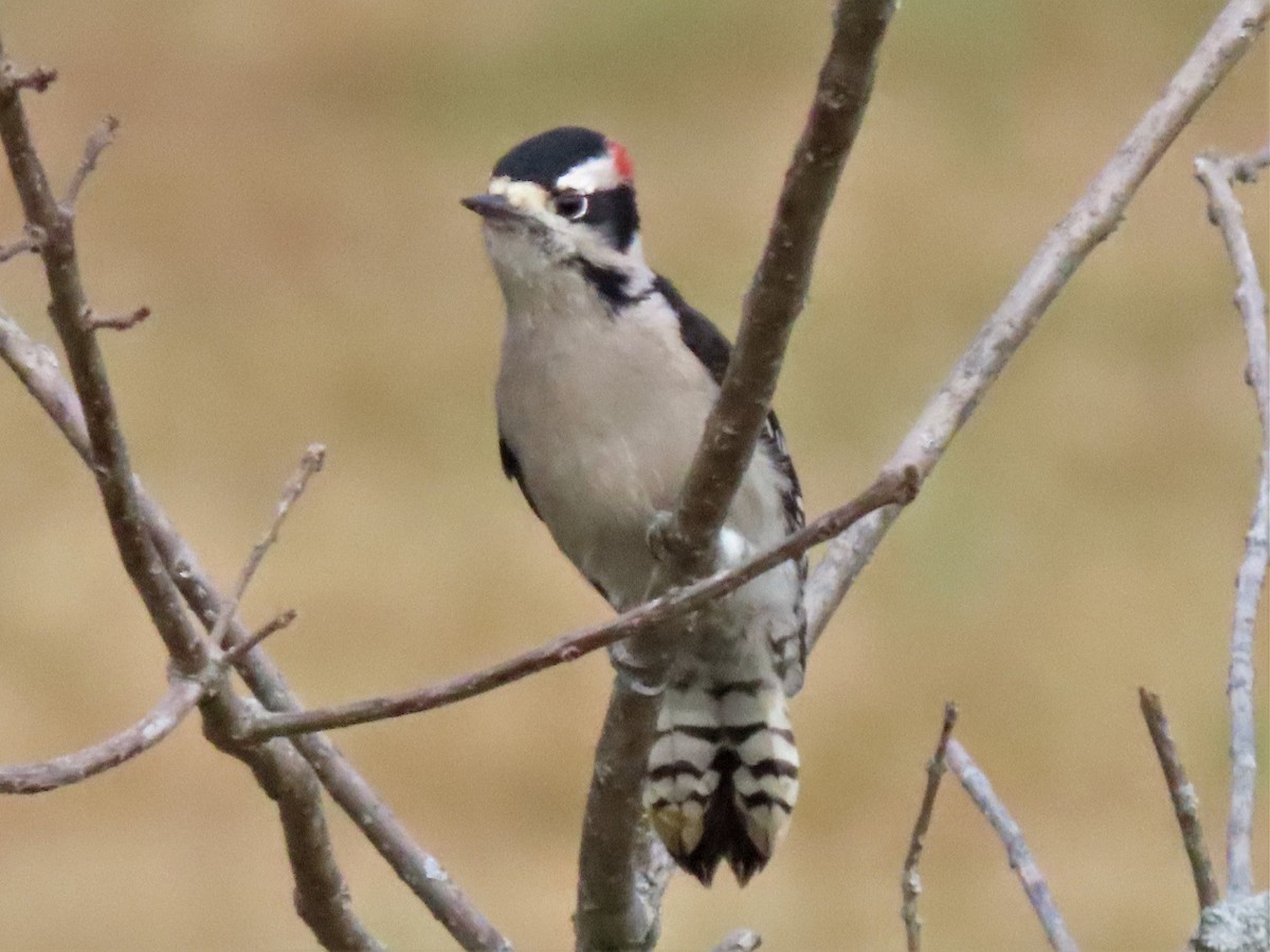 Downy Woodpecker - ML499558551