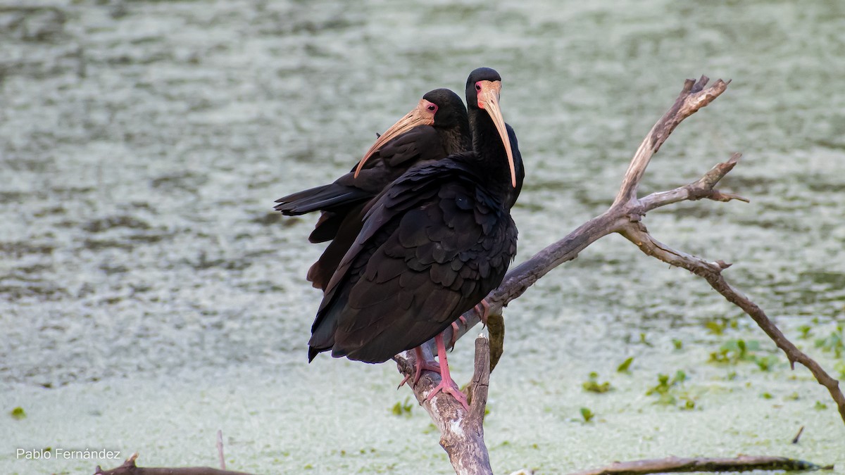 Bare-faced Ibis - Pablo Fernández