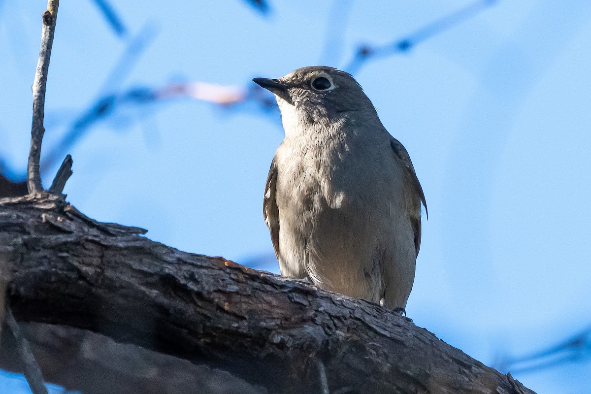 Townsend's Solitaire - ML499558661