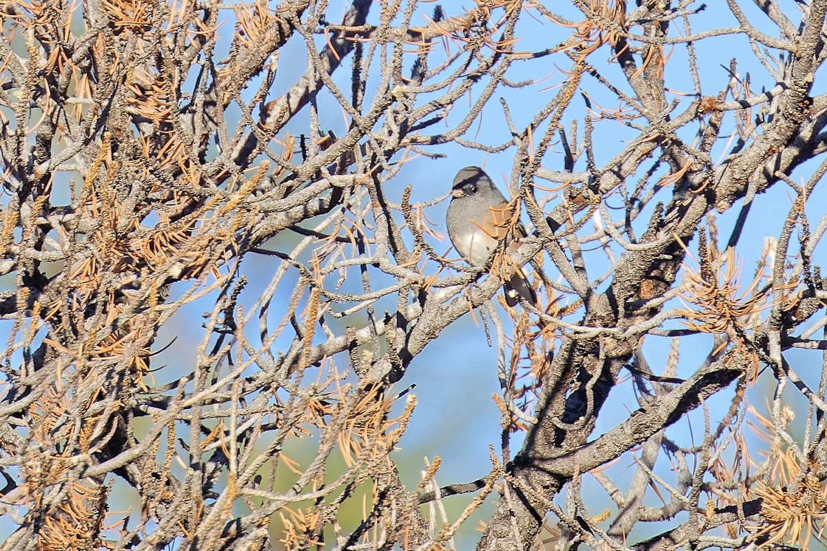 Junco Ojioscuro (grupo oreganus) - ML499559371